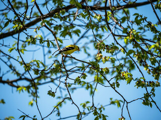 Bird in nature