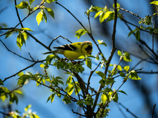 Fototapeta premium Bird in nature