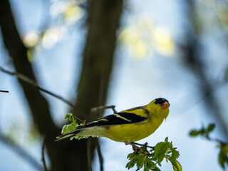 Bird in nature