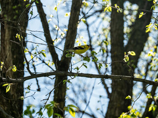 Bird in nature