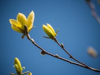 Magnolia Flowers