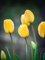 Obraz premium Tulips