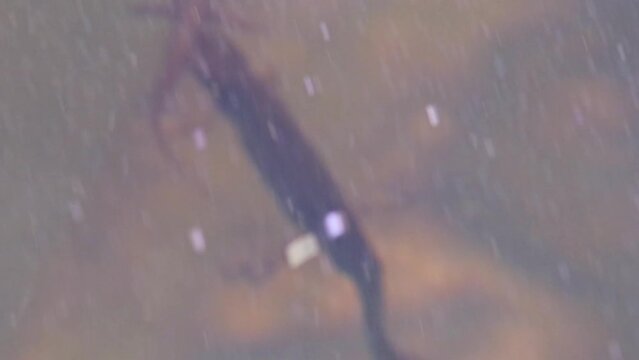 Mating couple of great crested newts or mating salamanders in garden pond mating season show mating habits in natural lake as amphibious animals in underwater idyllic environment for aquatic species