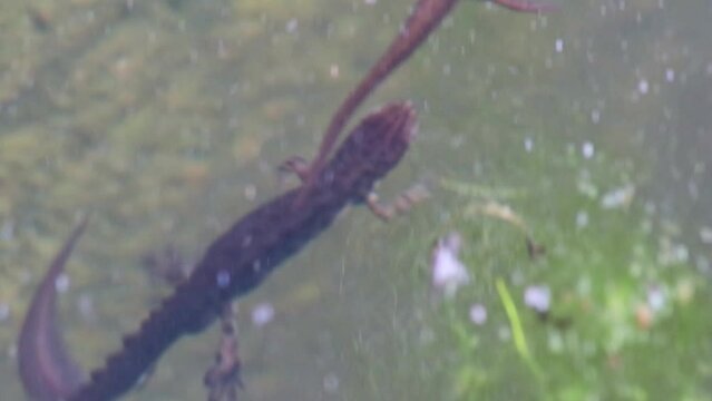Mating couple of great crested newts or mating salamanders in garden pond mating season show mating habits in natural lake as amphibious animals in underwater idyllic environment for aquatic species