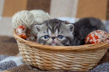 Fototapeta na wymiar A cute gray striped kitten of an exotic shorthair breed sits in