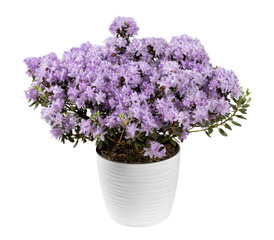 Purple rhododendron flowers in ceramic pot