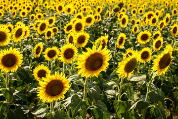 Fototapeta premium Blooming sunflowers in sunny field