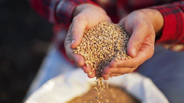 Agriculture. Farmer holds wheat grain harvest in his hands. Industry in countryside. Farmer holds barley cereals in his hands Food and beer production. Farmer hands with wheat seeds at sunset. nature