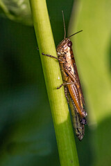 Grasshopper holding onto green stem
