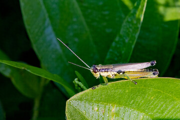 Grasshopper sitting on a leaf