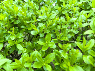 Fototapeta na wymiar Green foliage of a shrub on a spring day