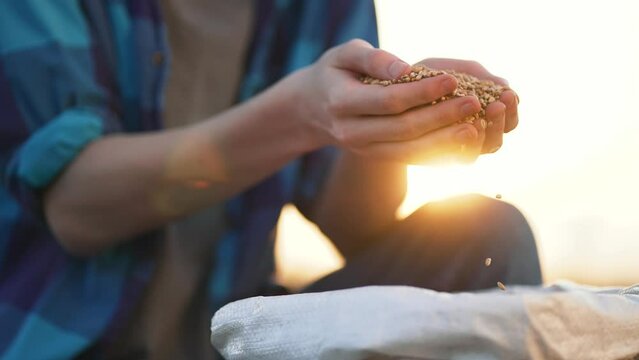 Farmer holds crop of wheat in his hands. Barley cereals in bag. Beer production. Farmer hands hold wheat seeds. Growing barley crops.Seed of cereal plants. Agriculture.Happy farmer with barley harvest