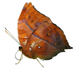 A perched butterfly with orange and brown wings supplied as a png