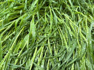 Raindrops on the grass in the morning