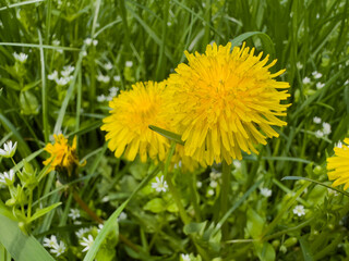 Soapy yellow dandelions in the grass