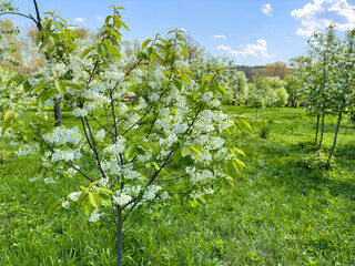 Small cherry blossom tree, spring