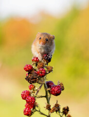 Harvest Mouse on Blackberry