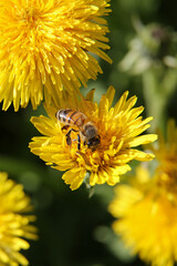  Blurred floral background, dandelions on a sunny day, a bee on a flower