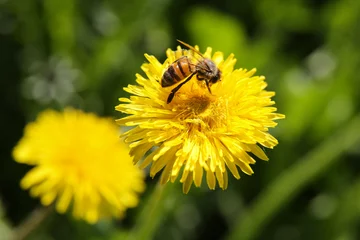 Fototapete Rund  Blurred floral background, dandelions on a sunny day, a bee on a flower © IvSky