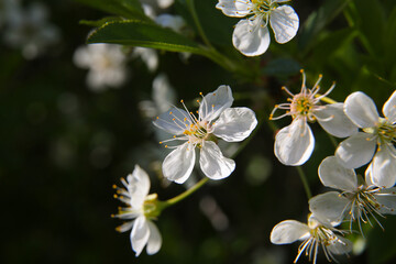 Bokeh flower Background. Cherry flowers on a branch in the backlight. Spring background