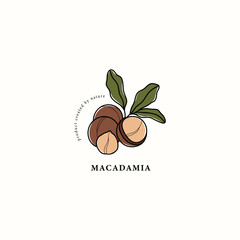 Line art macadamia nut drawing