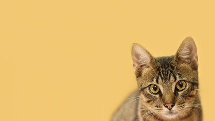 Brazilian Shorthair Cat. Tabby cat looking at camera isolated pêlo curto brasileiro. Focus on...