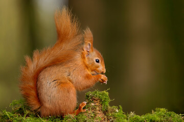 Naklejka na ściany i meble Red Squirrel with Nut