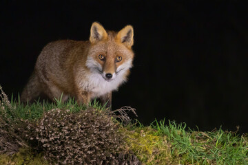 Naklejka premium Red Fox Hunting at Night