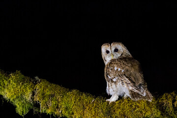 Tawny Owl at Night