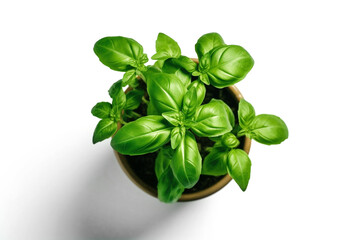 Green basil in a pot on a white background top view. Generative AI