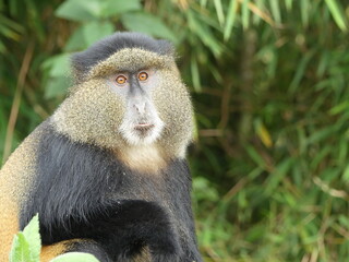 close up to golden monkey