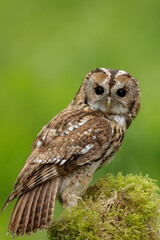 Tawny Owl in Woodland