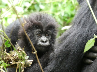 baby gorilla © Julia
