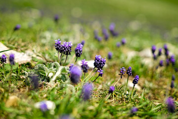 Purple mountain spring flowers