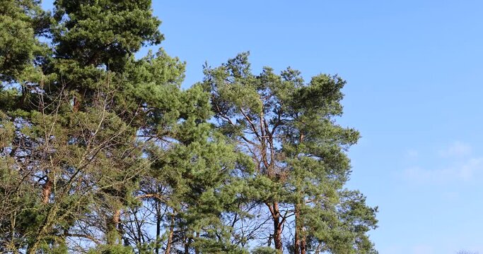 pine trees in early spring in sunny clear weather, blue sky and pine trees with deciduous trees in early spring