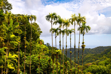 Panoramic view in rainforest scenery in Fort-de-France on Martinique island. Lush vegetation with...