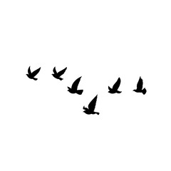 Fototapeta na wymiar vector silhouette of flying birds 