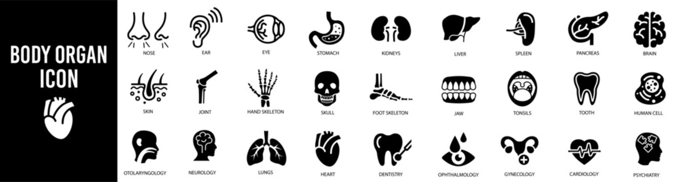 Organs, anatomy icon set. Human bones, stomach, brain, heart vector illustrations