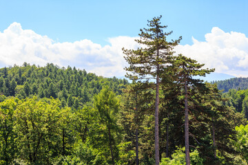 A view of the forest and mountains near the city of Rasnov. Transylvania. Romania