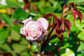 Macro photography of a rose