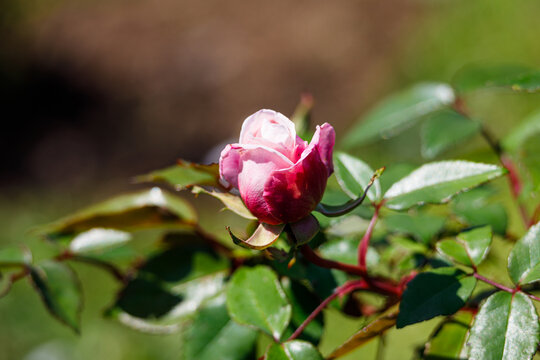 Macro photography of a rose