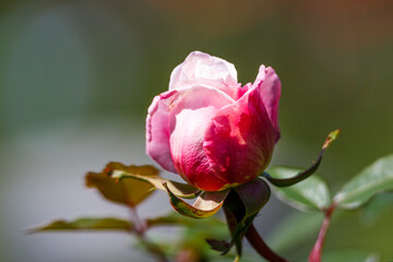 Macro photography of a rose