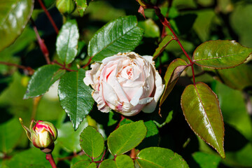 Macro photography of a rose