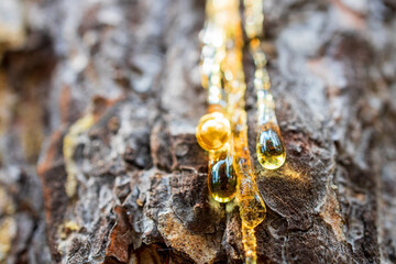 close-up of resin flowing down the trunk of a tree