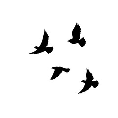 Obraz na płótnie Canvas vector silhouette of flying birds 