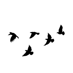 vector silhouette of flying birds 