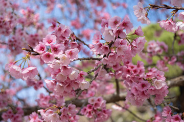 Close up pink cherry blossoms,beautiful spring background.