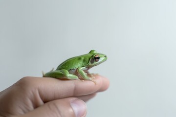Fototapeta premium A little pretty lovely green cute frog sitting on a finger. 