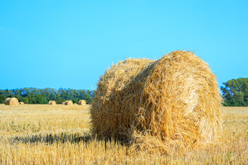 crooked dry hay in a round bale in a farmer's field
