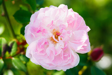 Obraz premium Macro photography of a rose